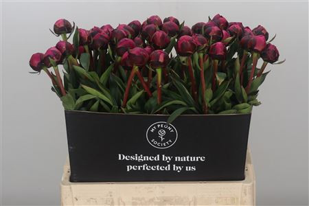 Paeonia Kansas X10