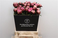 Paeonia Henry Bockstoce X10