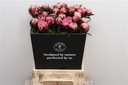 Paeonia Henry Bockstoce X10