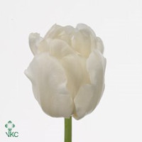 Tulp White Heart Holland