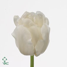 Tulp White Heart Holland