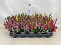 Calluna Mix 11/20