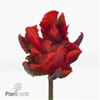 Tulp Du Rococo Double Holland