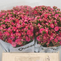 Kalanchoe Lace Pink Meadow X10 Holland