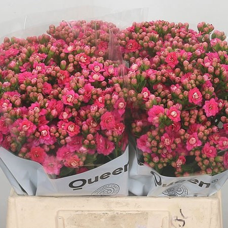 Kalanchoe Lace Pink Meadow X10 Holland