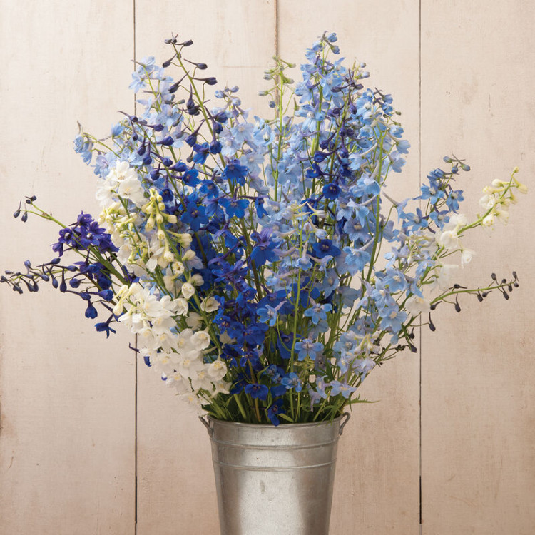 Delphinium Du Mix 60 cm