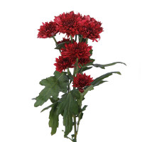 Dianthus Amazon Rose Magic