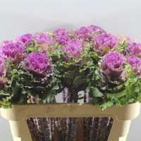 Brassica Crane Pink X5