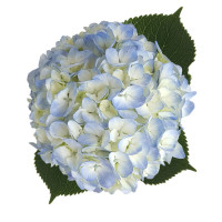 Hydr S Blue Select  60 X5 Holland