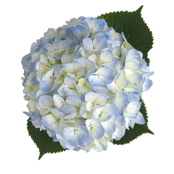 Hydr S Blue Select  60 X5 Holland