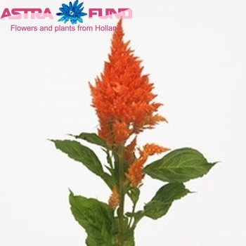 Celosia Purp Rose