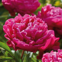 Paeonia Karl Rosenf X10