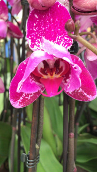Phal 1-tak Mutant Marakesh 12/65