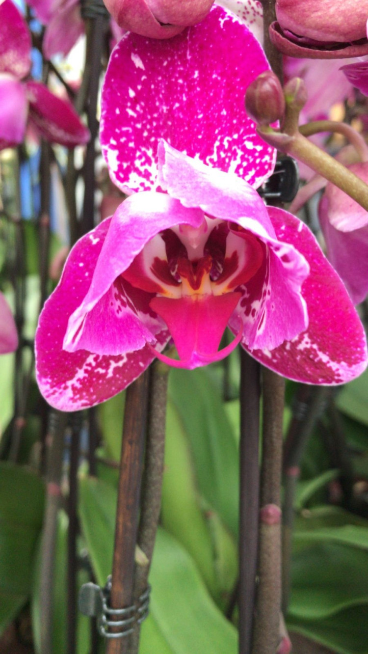 Phal 1-tak Mutant Marakesh 12/65