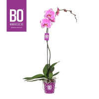 Phal 1-2 Grandi Victorio Budget 15/70