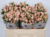 Spray Fleurette 50 sm