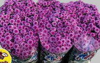 Chr Santini Country 50cm 600g X25