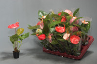Anthurium Sc Mix 6/30