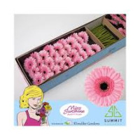 Gerbera Mini Rosamunde X30 Holland