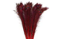 Feather Peacock Pauwenveren Natural Red