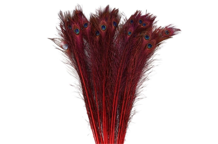 Feather Peacock Pauwenveren Natural Red