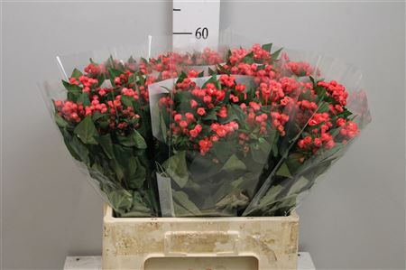 Bou Du Diam Coral