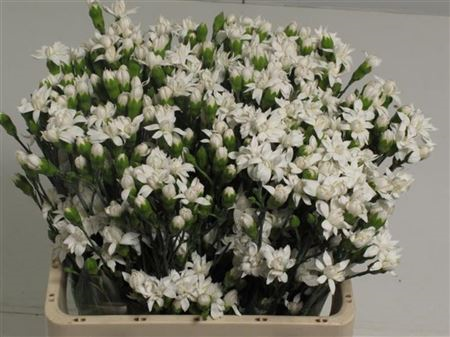 Di Star Snow Tessino