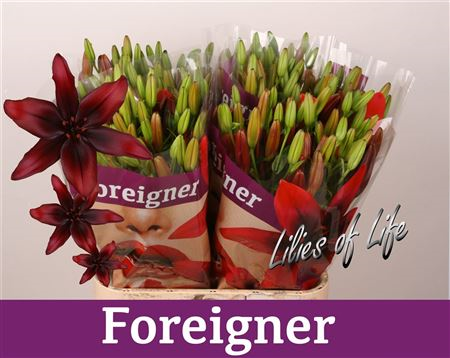 Li Az Foreigner