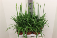 Agapanthus Bluety