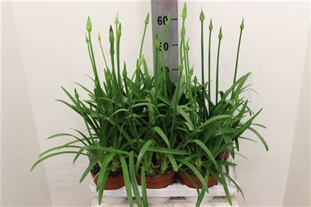 Agapanthus Bluety