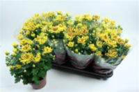 Chrysanth Rainbow Lake Worth (nederpel)