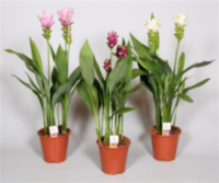 Curcuma (min Order - Shelf)