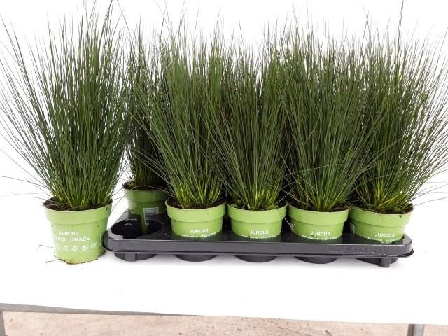 Juncus Penc Grass 17/30