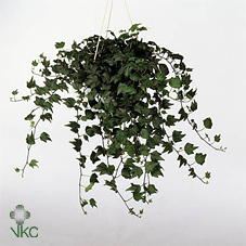 Hedera He Green Ripple
