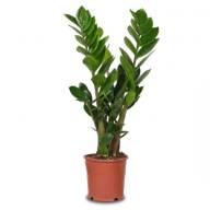 Zamioculcas Zamiifolia 12/45 - Zamioculcas 1+ 12 45