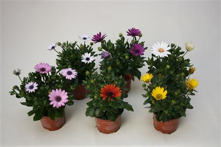 Osteospermum Gemengd
