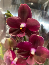 Phal 2 Relex Mimesis 12/40