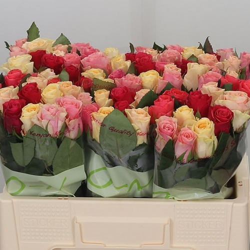 Rose Tapdance 40 sm