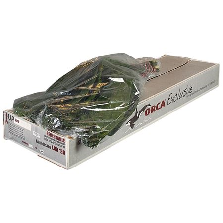 Aspidistra Vac Orca Excl