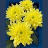 Chr T Yellow Strike Х5