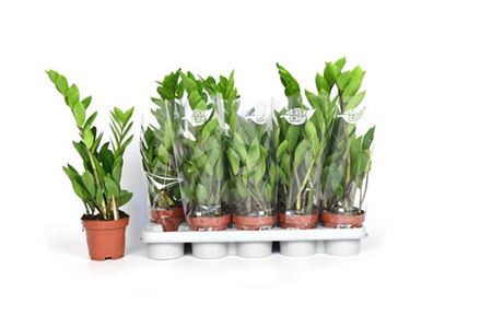 Zamioculcas 12/40