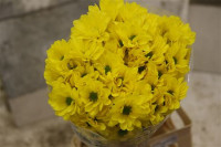 Chr T Celebrate Yellow X5