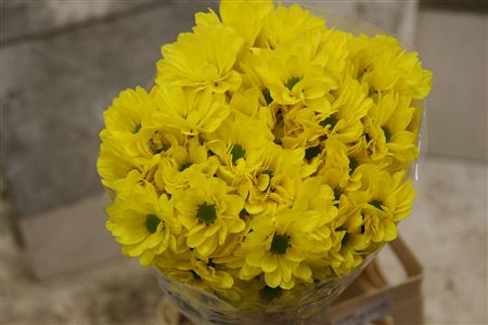 Chr T Celebrate Yellow X5