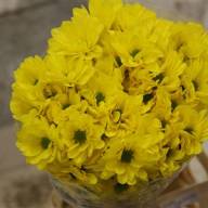 Chr T Celebrate Yellow X5 - A106935_H_1