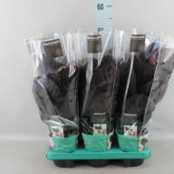 Calath Roseo Surpstar 14/55 - CALATH ROSEO SURPSTAR 14.55