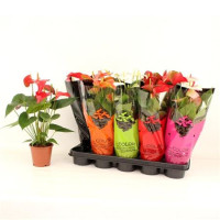 Anthurium Mix 12/50