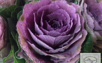 Brassica Crane Carmine X5