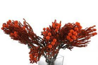 Brunia Kaaps Phaenocoma Orange X10