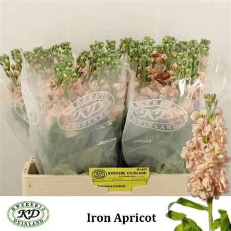 Matthiola Iron Apricot X10