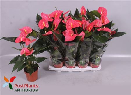 Anthurium Micra 12/40